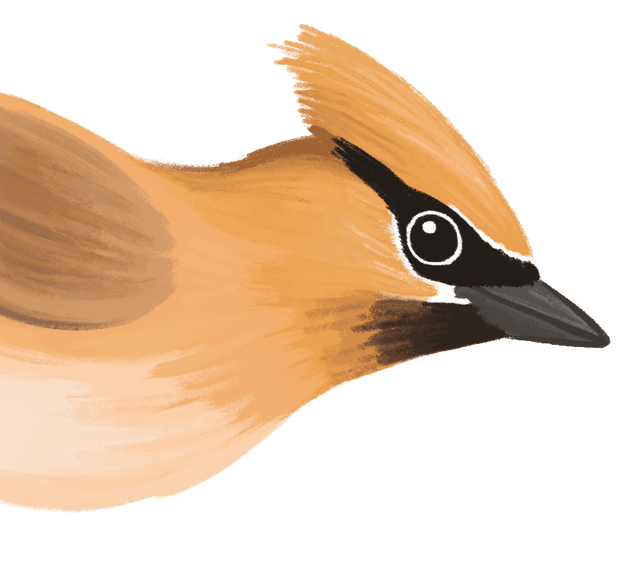 Bird 4