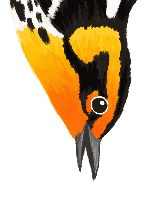 Bird 5